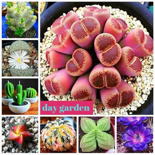 GARDEN 10 ADET KARIŞIK KAKTÜS TOHUMU + 10 ADET HEDİYE GÜL TOHUMU