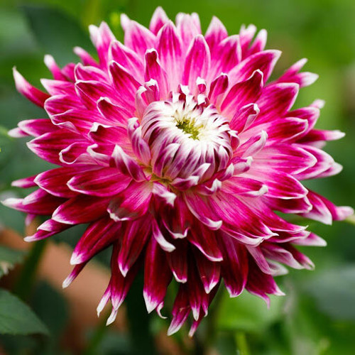 GARDEN 10 ADET MOR DAHLİA ÇİÇEĞİ TOHUMU + 10 ADET HEDİYE KARIŞIK GÜL ÇİÇEK TOHUMU