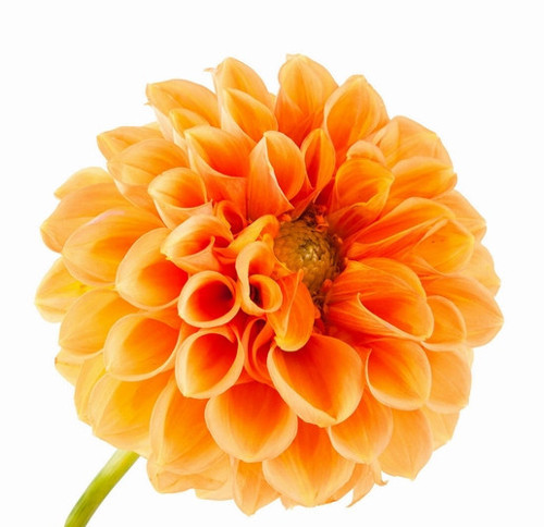 GARDEN 10 ADET TURUNCU YILDIZ DAHLİA ÇİÇEĞİ TOHUMU + 10 ADET HEDİYE KARIŞIK GÜL ÇİÇEK TOHUMU
