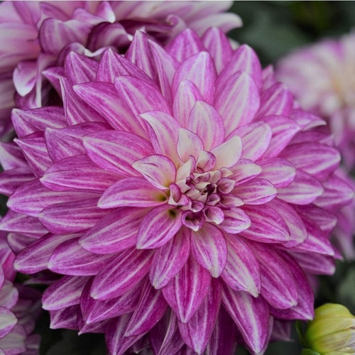 GARDEN 10 ADET MOR DAHLİA ÇİÇEĞİ TOHUMU + 10 ADET HEDİYE KARIŞIK GÜL ÇİÇEK TOHUMU
