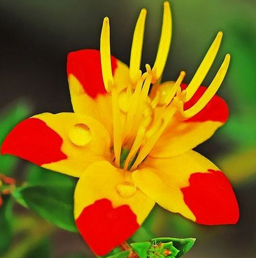 GARDEN 10 ADET SARI YILBAŞI ÇİÇEĞİ TOHUMU + 10 ADET HEDİYE GÜL ÇİÇEK TOHUMU