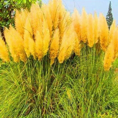 50 ADET SARI RENK PAMPAS ÇİÇEK TOHUMU + 10 ADET HEDİYE KARIŞIK RENK GÜL TOHUMU
