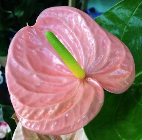 GARDEN 10 ADET PEMBE RENK ANTORYUM ÇİÇEK TOHUMU + 10 ADET HEDİYE GÜL TOHUMU