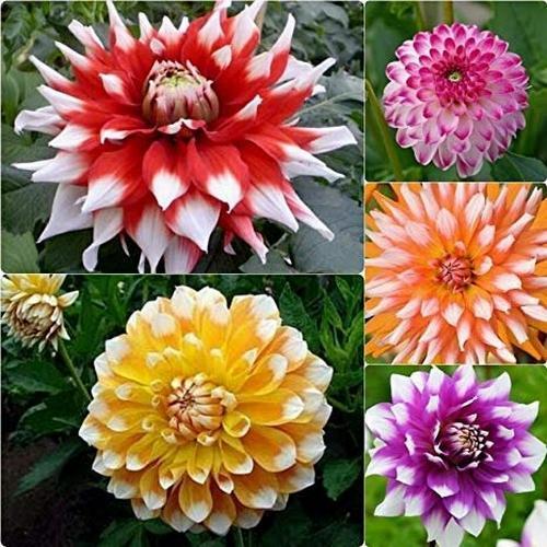 GARDEN 10 ADET KARIŞIK DAHLİA ÇİÇEĞİ TOHUMU + 10 ADET HEDİYE KARIŞIK GÜL ÇİÇEK TOHUMU