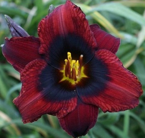 GARDEN 10 ADET BORDO RENK ZAMBAK TOHUMU + 10 ADET HEDİYE GÜL TOHUMU