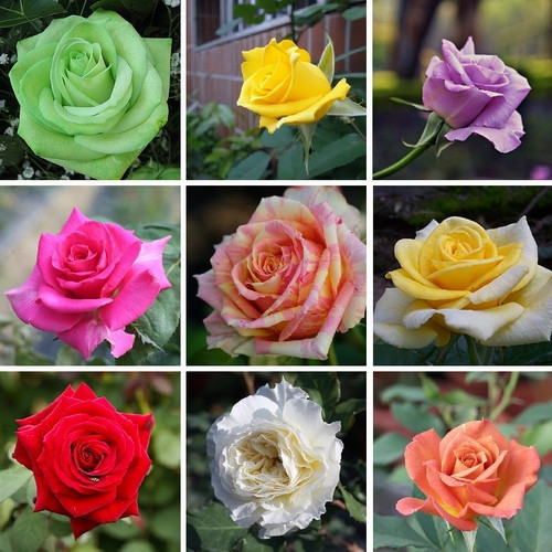 GARDEN 10 ADET KARIŞIK RENK GÜL ÇİÇEĞİ TOHUMU + 10 ADET HEDİYE KARIŞIK LALE ÇİÇEK TOHUMU