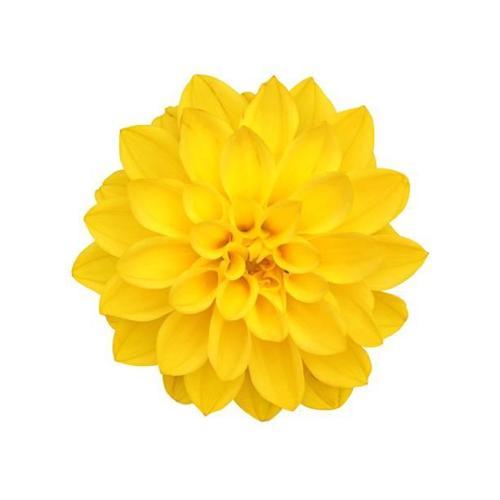 GARDEN 10 ADET SARI DAHLİA ÇİÇEĞİ TOHUMU + 10 ADET HEDİYE KARIŞIK GÜL ÇİÇEK TOHUMU