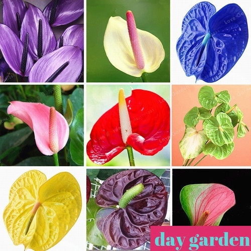 GARDEN 100 ADET 10 FARKLI RENK KARIŞIK ANTORYUM ÇİÇEĞİ TOHUMU + 10 ADET HEDİYE GÜL ÇİÇEK TOHUM