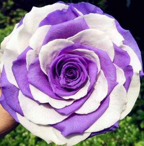 GARDEN 10 ADET LİLA BEYAZ ÇİN GÜLÜ TOHUMU +10 ADET HEDİYE KARIŞIK LALE ÇİÇEK TOHUMU