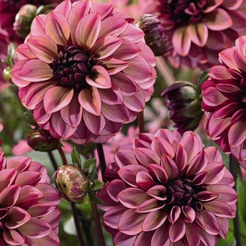 GARDEN 10 ADET DAHLİA ÇİÇEĞİ TOHUMU + 10 ADET HEDİYE KARIŞIK GÜL ÇİÇEK TOHUMU