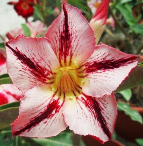 GARDEN 10 ADET DAHLİA ÇİÇEĞİ TOHUMU + 10 ADET HEDİYE KARIŞIK GÜL ÇİÇEK TOHUMU