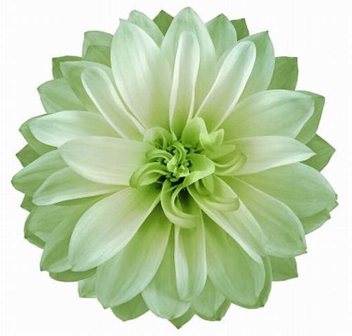 GARDEN 100 ADET A.YEŞİL DAHLİA ÇİÇEĞİ TOHUMU + 10 ADET HEDİYE KARIŞIK GÜL ÇİÇEK TOHUMU