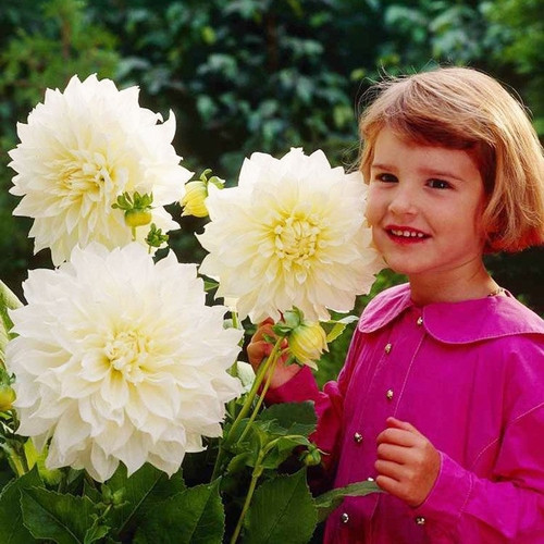 GARDEN 10 ADET BEYAZ DAHLİA ÇİÇEĞİ TOHUMU + 10 ADET HEDİYE KARIŞIK GÜL ÇİÇEK TOHUMU