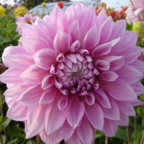 GARDEN 10 ADET PEMBE DAHLİA ÇİÇEĞİ TOHUMU + 10 ADET HEDİYE KARIŞIK GÜL ÇİÇEK TOHUMU