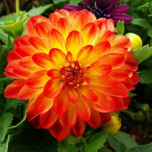 GARDEN 10 ADET TURUNCU DAHLİA ÇİÇEĞİ TOHUMU + 10 ADET HEDİYE KARIŞIK GÜL ÇİÇEK TOHUMU