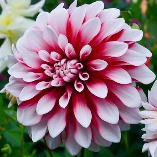 GARDEN 100 ADET K.BEYAZI DAHLİA ÇİÇEĞİ TOHUMU + 10 ADET HEDİYE KARIŞIK GÜL ÇİÇEK TOHUMU