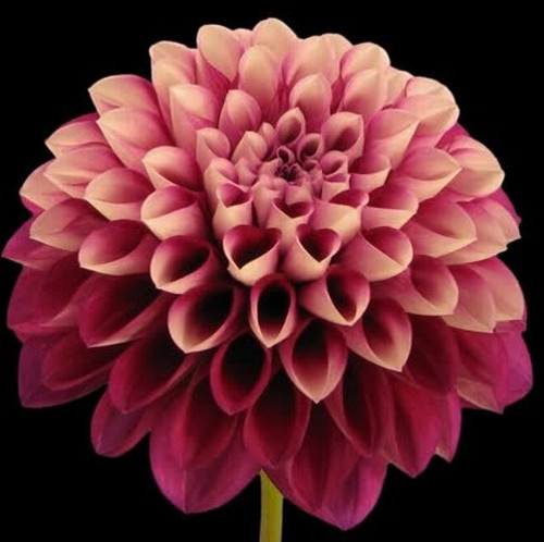 GARDEN 100 ADET PEMBE DAHLİA ÇİÇEĞİ TOHUMU + 10 ADET HEDİYE KARIŞIK GÜL ÇİÇEK TOHUMU