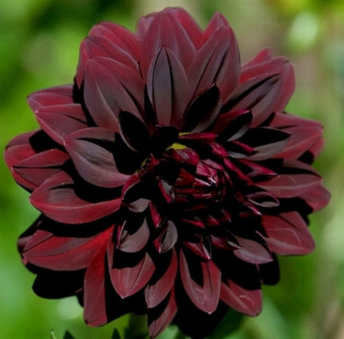 GARDEN 100 ADET BORDO DAHLİA ÇİÇEĞİ TOHUMU + 10 ADET HEDİYE KARIŞIK GÜL ÇİÇEK TOHUMU