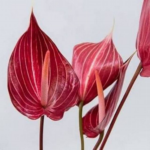 GARDEN 100 ADET BORDO RENK ANTORYUM ÇİÇEK TOHUMU + 10 ADET HEDİYE GÜL TOHUMU