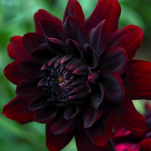 GARDEN 25 ADET K.KIRMIZI DAHLİA ÇİÇEĞİ TOHUMU + 10 ADET HEDİYE KARIŞIK GÜL ÇİÇEK TOHUMU