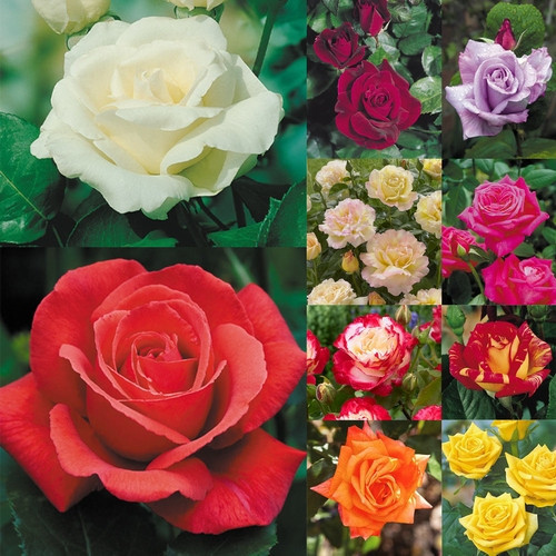 GARDEN 100 ADET KARIŞIK RENK GÜL ÇİÇEĞİ TOHUMU + 10 ADET HEDİYE KARIŞIK LALE ÇİÇEK TOHUMU