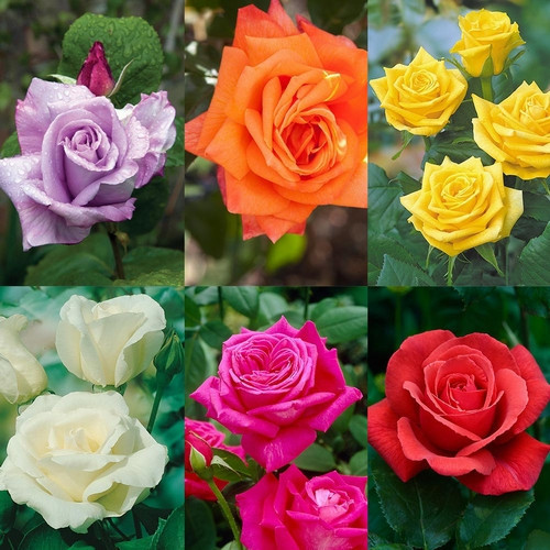 GARDEN 100 ADET KARIŞIK RENK GÜL ÇİÇEĞİ TOHUMU + 10 ADET HEDİYE KARIŞIK LALE ÇİÇEK TOHUMU