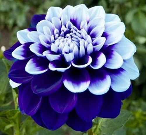 GARDEN 100 ADET MAVİ BEYAZ DAHLİA ÇİÇEĞİ TOHUMU + 10 ADET HEDİYE KARIŞIK GÜL ÇİÇEK TOHUMU