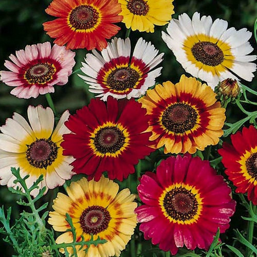 GARDEN 100 ADET KARIŞIK RENK KASIMPATI TOHUMU + 10 ADET HEDİYE GÜL TOHUMU