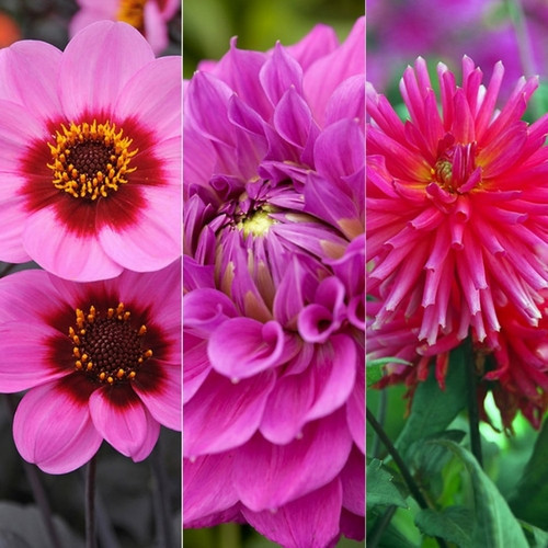 GARDEN 100 ADET KARIŞIK DAHLİA ÇİÇEĞİ TOHUMU + 10 ADET HEDİYE KARIŞIK GÜL ÇİÇEK TOHUMU