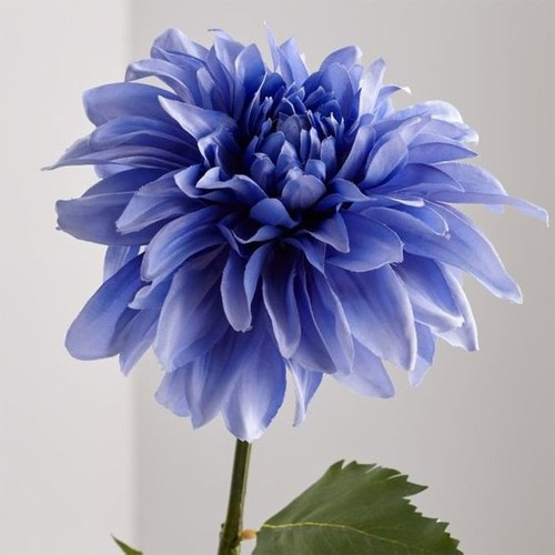 GARDEN 100 ADET MAVİ DAHLİA ÇİÇEĞİ TOHUMU + 10 ADET HEDİYE KARIŞIK GÜL ÇİÇEK TOHUMU