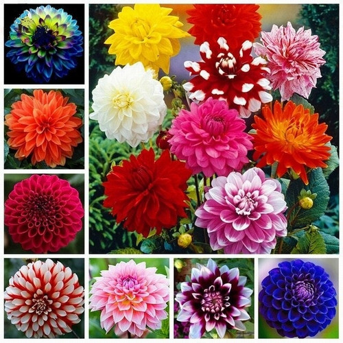 GARDEN 100 ADET KARIŞIK DAHLİA ÇİÇEĞİ TOHUMU + 10 ADET HEDİYE KARIŞIK GÜL ÇİÇEK TOHUMU