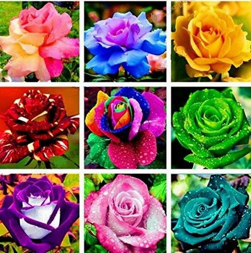 GARDEN 100 ADET KARIŞIK RENK GÜL ÇİÇEĞİ TOHUMU + 10 ADET HEDİYE KARIŞIK LALE ÇİÇEK TOHUMU