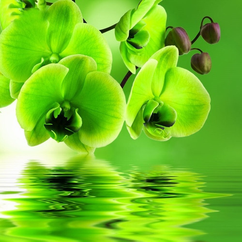 GARDEN 100 Adet PHALAENOPSİS YEŞİL ORKİDE TOHUMU 10 ADET HEDİYE GÜL TOHUMU