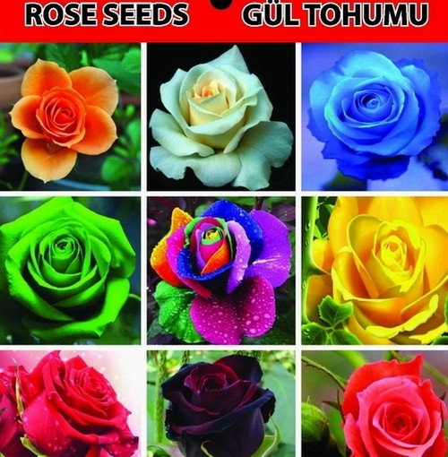 GARDEN 25 ADET KARIŞIK RENK GÜL ÇİÇEĞİ TOHUMU + 10 ADET HEDİYE KARIŞIK LALE ÇİÇEK TOHUMU
