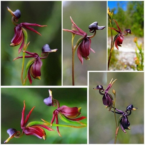 GARDEN 100 ADET ÖRDEK ORKİDE ÇİÇEĞİ TOHUMU + 10 ADET HEDİYE GÜL ÇİÇEK TOHUMU