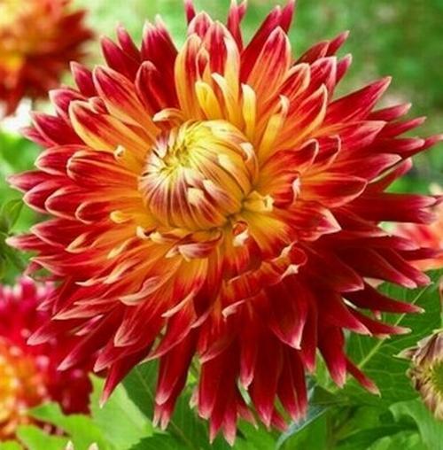 GARDEN 100 ADET SARI DAHLİA ÇİÇEĞİ TOHUMU + 10 ADET HEDİYE KARIŞIK GÜL ÇİÇEK TOHUMU