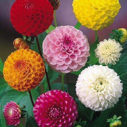 GARDEN 100 ADET KARIŞIK DAHLİA ÇİÇEĞİ TOHUMU + 10 ADET HEDİYE KARIŞIK GÜL ÇİÇEK TOHUMU