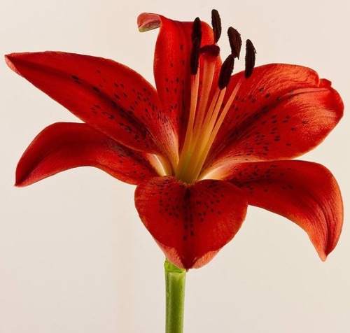 GARDEN 25 ADET KIRMIZI RENK ZAMBAK TOHUMU + 10 ADET HEDİYE SÜS YONCASI ŞOK FİYAT