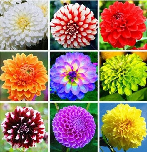 GARDEN 25 ADET KARIŞIK DAHLİA ÇİÇEĞİ TOHUMU + 10 ADET HEDİYE KARIŞIK GÜL ÇİÇEK TOHUMU