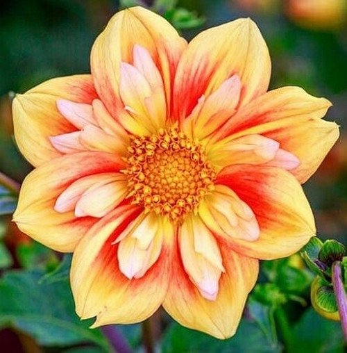 GARDEN 100 ADET SARI DAHLİA ÇİÇEĞİ TOHUMU + 10 ADET HEDİYE KARIŞIK GÜL ÇİÇEK TOHUMU