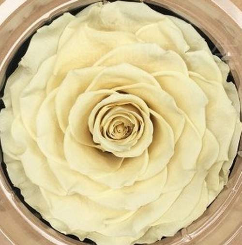 GARDEN 25 ADET KREM ÇİN GÜLÜ TOHUMU +10 ADET HEDİYE KARIŞIK LALE ÇİÇEK TOHUMU