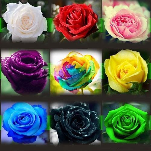 GARDEN 25 ADET KARIŞIK RENK GÜL ÇİÇEĞİ TOHUMU + 10 ADET HEDİYE KARIŞIK LALE ÇİÇEK TOHUMU