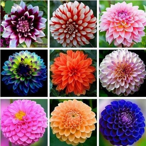 GARDEN 25 ADET KARIŞIK DAHLİA ÇİÇEĞİ TOHUMU + 10 ADET HEDİYE KARIŞIK GÜL ÇİÇEK TOHUMU