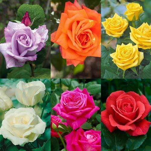 GARDEN 25 ADET KARIŞIK RENK GÜL ÇİÇEĞİ TOHUMU + 10 ADET HEDİYE KARIŞIK LALE ÇİÇEK TOHUMU