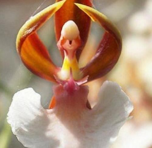 GARDEN 25 ADET BALERİN ORKİDE ÇİÇEK TOHUMU + 10 ADET HEDİYE GÜL TOHUMU ŞOK FİYAT