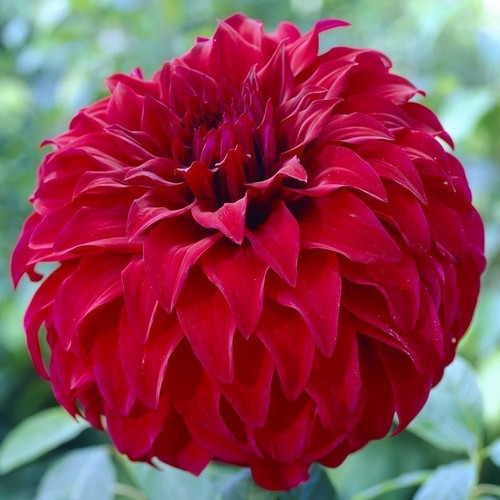 GARDEN 100 ADET KIRMIZI DAHLİA ÇİÇEĞİ TOHUMU + 10 ADET HEDİYE KARIŞIK GÜL ÇİÇEK TOHUMU