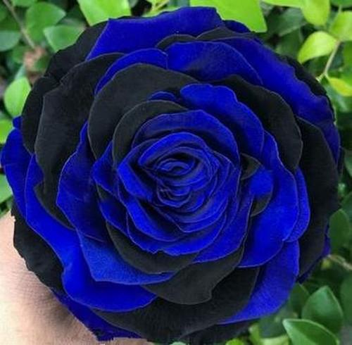 GARDEN 25 ADET MAVİ SİYAH ÇİN GÜLÜ TOHUMU +10 ADET HEDİYE KARIŞIK LALE ÇİÇEK TOHUMU