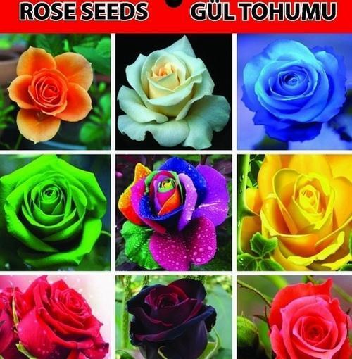 GARDEN 25 ADET KARIŞIK RENK GÜL ÇİÇEĞİ TOHUMU + 10 ADET HEDİYE KARIŞIK LALE ÇİÇEK TOHUMU