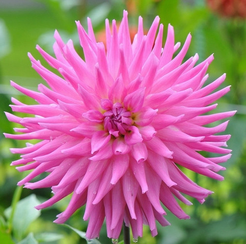 GARDEN 25 ADET PEMBE DAHLİA ÇİÇEĞİ TOHUMU + 10 ADET HEDİYE KARIŞIK GÜL ÇİÇEK TOHUMU
