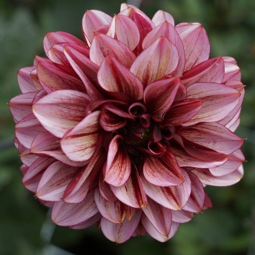 GARDEN 50 ADET K.BEYAZ DAHLİA ÇİÇEĞİ TOHUMU + 10 ADET HEDİYE KARIŞIK GÜL ÇİÇEK TOHUMU